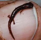 20080527044615-salamandra.jpg